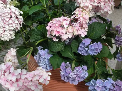 Ferienwohnung für 4 Personen (44 m²) in Dierhagen (Ostseebad) 8/10