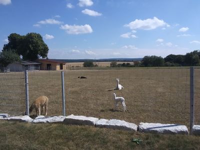 Blick aus der Wohnung auf das Alpakagehege