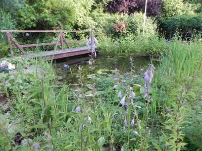 im Gartenteich wohnt ein Karpfen, der sich streicheln lässt