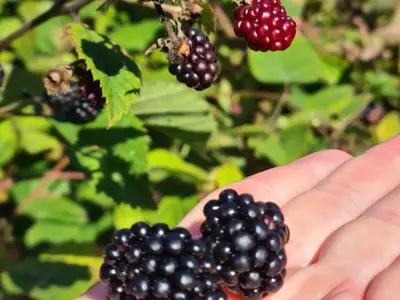 Ferienwohnung für 4 Personen (34 m²) in Dorfchemnitz 1/10
