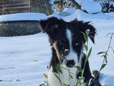 Ferienwohnung für 4 Personen (34 m²) in Dorfchemnitz 3/10