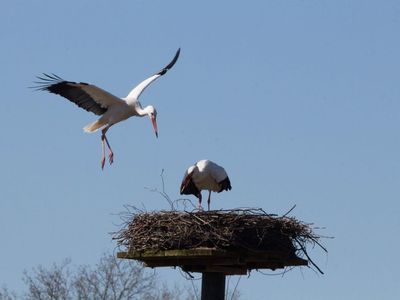 Storch im Anflug