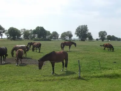 Ferienwohnung für 7 Personen (83 m²) in Starrvitz 7/10