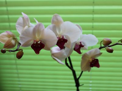 Orchideengrüße