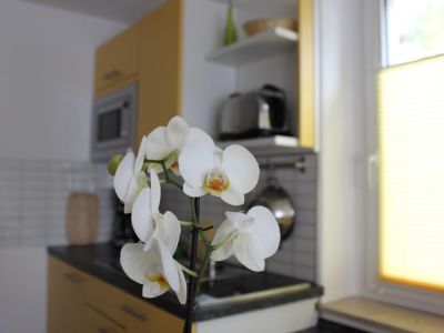 Orchidee im Wohnbereich