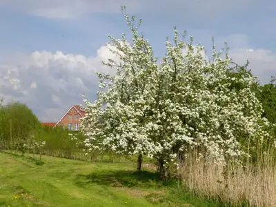 Ferienwohnung für 3 Personen (46 m²) in Drochtersen 6/10