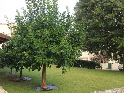 Ferienwohnung für 4 Personen in Dubrovnik 8/10