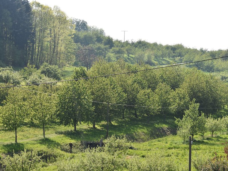 21991181-Ferienwohnung-8-Durbach-800x600-2