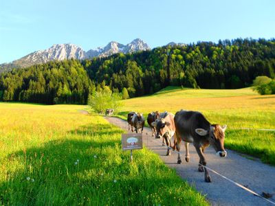 Bauernhof Großwolfing Ebbs - Unsere Kühe