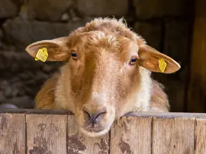 Ferienwohnung für 6 Personen (50 m²) in Ebersbach-Neugersdorf