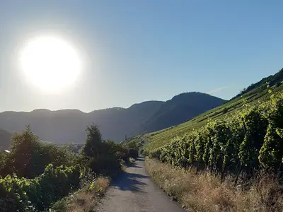 Ferienwohnung für 4 Personen (70 m²) in Ediger-Eller 9/10