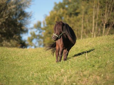 Pferd auf der Koppel