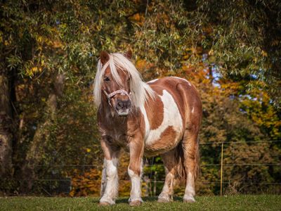 Pony auf der Koppel