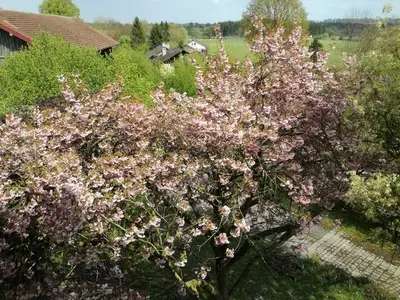 Ferienwohnung für 2 Personen (60 m²) in Edling 6/10