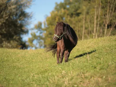 Pferd auf der Koppel