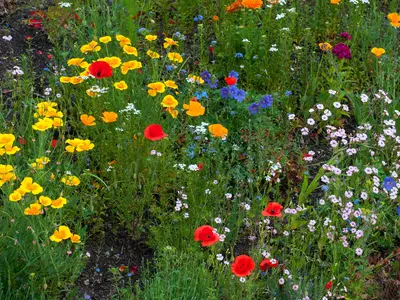 Blumenwiese