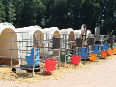 Kälberiglus