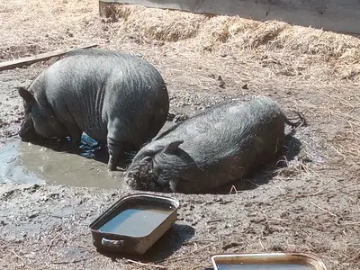 Ferienwohnung für 5 Personen (70 m²) in Eggesin 10/10