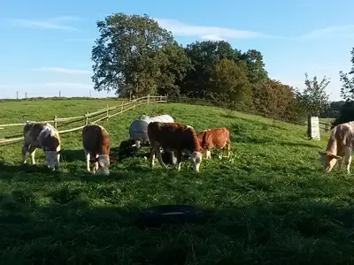 Ferienwohnung für 3 Personen (47 m²) in Aufhofen 10/10