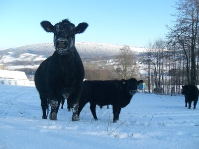 Kühe im Schnee