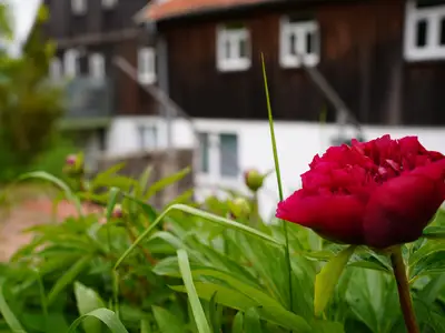 Rosen vor dem Haus