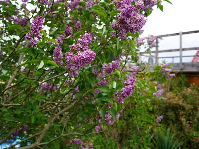 Garten am Tretbecken