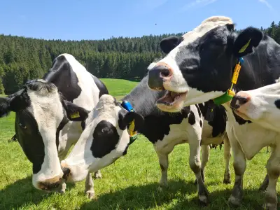 Unsere Kühe auf der Weider