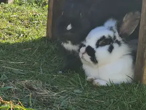 Ferienwohnung für 4 Personen (80 m²) in Eisenbach