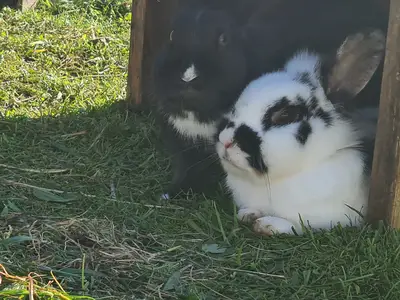 Unsere Hasen Blacky & der kleine Onkel