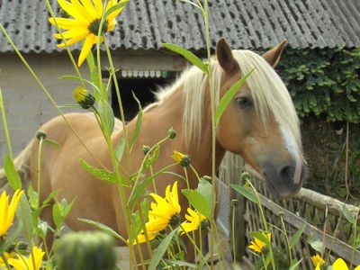 Haflinger am Bauernhof Schneidmühle