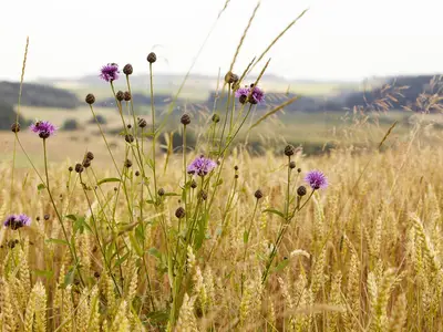 Kornblumen am Weg mit Mürmesblick
