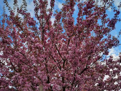 Unser Kirschbaum im Frühjahr