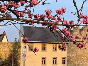 Ferienwohnung für 3 Personen (58 m²) in Eltville am Rhein