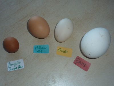die Eierauswahl