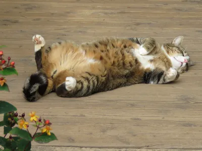 7. Schmuse-Tiger Sandro beim Relaxen