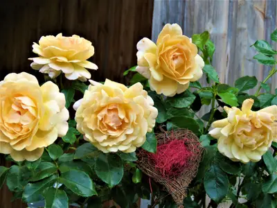 8. FeWo. Hernis-Höfle Nostalgische Duft Rosen