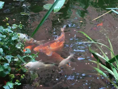 Teich (6)