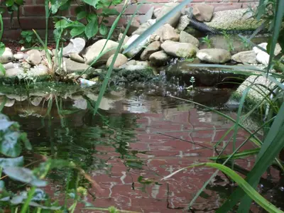 Teich (3)