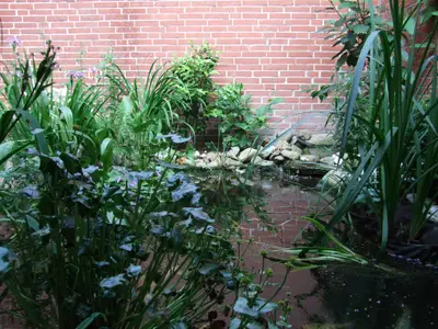 Teich (7)