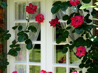 Fenster mit Rosen im Friesenhaus
