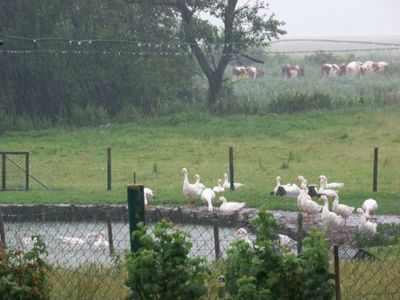 Gänse im Sommerregen