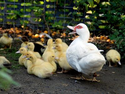 Ente mit ihren Küken