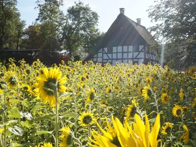 Steinches Mühle im Sonnenblumenkleid
