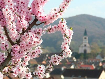 Kirschblüte in Kiechlinsbergen