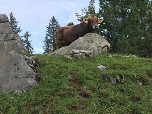 19455321-Ferienwohnung-5-Engelberg-300x225-4