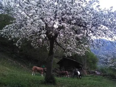 Frühlingszauber