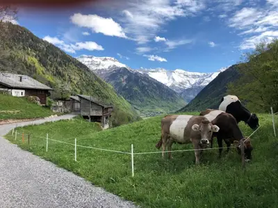 Unsere Mutterkühe geniessen den ersten Weidegang.