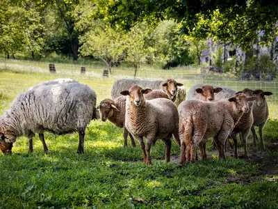 Ferienwohnung für 2 Personen (32 m²) in Erbach 9/10