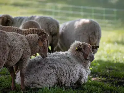 Ferienwohnung für 2 Personen (32 m²) in Erbach 10/10