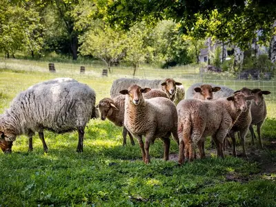 Ferienwohnung für 4 Personen (55 m²) in Erbach 9/10